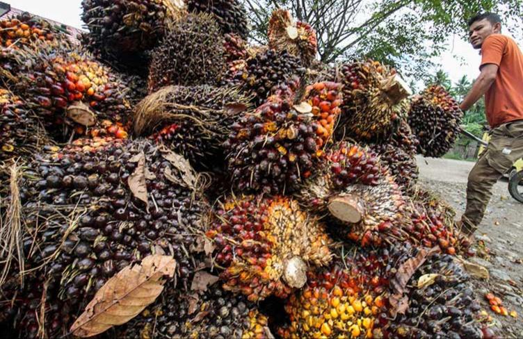 <b>Jelang Lebaran Idul Fitri 1446 H, Harga TBS Kelapa Sawit Mitra Plasma di Riau Naik</b>