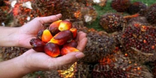 Petani Sawit di Riau Bersedih Harga Menukik Tajam Jelang Lebaran