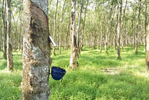 382.000 Hektar Kebun Karet di 6 Provinsi Terkena Wabah Penyakit, Awalnya Ditemukan di Sumatera Utara dan Diduga Menyebar ke Riau