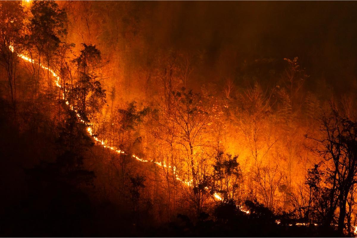 <b>Pria di Riau Ditangkap Buang Puntung Rokok Sembarang, Polisi: Sebabkan 1 Ha Lahan Terbakar</b>