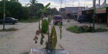 kerusakan-jalan-tak-kunjung-diperbaiki-warga-cipta-karya-tanam-pohong-pisang-di-tengah-jalan