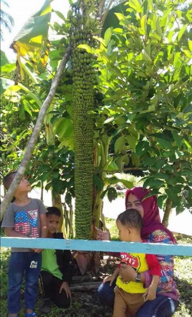 Pohon Pisang Berbuah Setinggi 2 Meter Lebih Hebohkan Warga Kuok Kampar