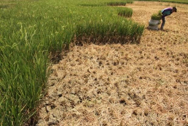 Dinas Tanaman Pangan Riau Klaim Kemarau Tak Pengaruhi Produktivitas Pertanian