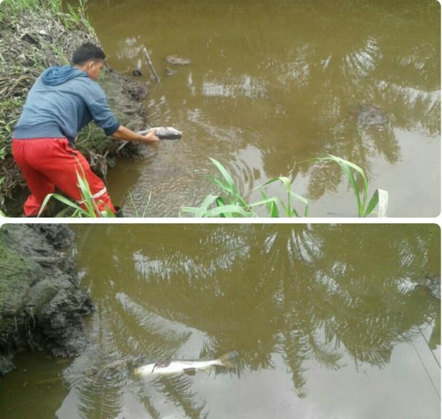 Ratusan Ikan Mati Mendadak, Sungai Puing Siak Diduga Tercemar Limbah PTPN V Lubukdalam