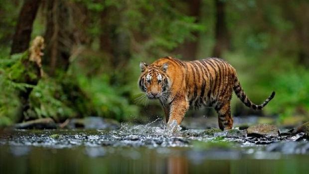 Bermula Lihat Ada Mata Merah di Kegelapan Malam, Pekerja Akasia di Riau Duel dengan Harimau
