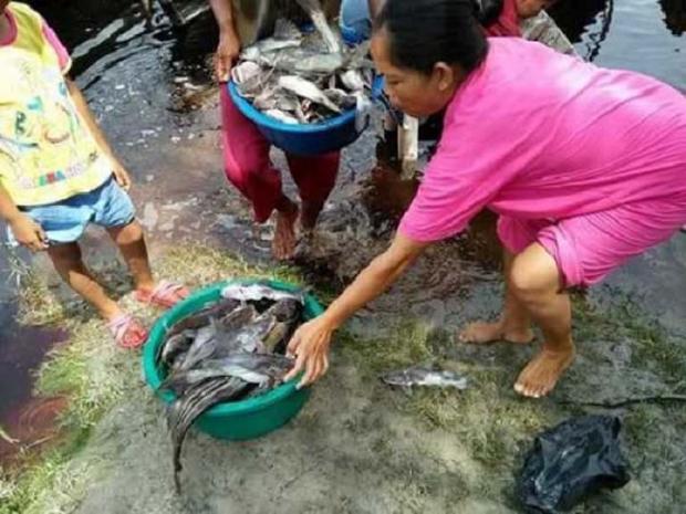 Diminta Tanggapan soal Banyaknya Ikan Mati di Sungai Kampar, Kepala DLH Pelalawan Malah Lempar ”Bola” ke Dinas Perikanan