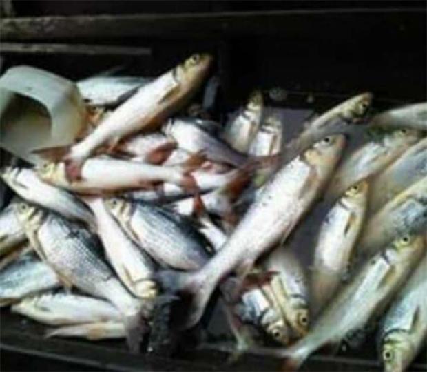 Ikan-ikan di Sungai Kampar Pelalawan Mati Misterius, Pemkab Diminta Tanggap