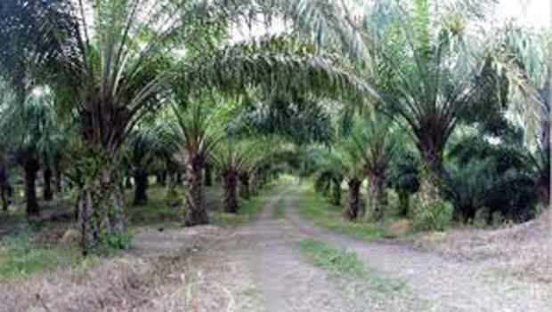 PK Ditolak, Pekan Depan Kebun Sawit Milik PTPN V Seluas 2.800 Hektar Dieksekusi