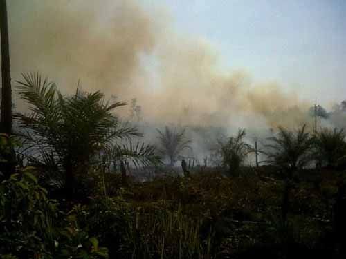 DPRD Riau Segera Panggil Bos PT Sumber Sawit Sejahtera Terkait Kebakaran Lahan Perusahaan di Desa Pangkalanterap Pelalawan