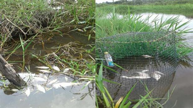 Terkait Banyak Ikan Mati Mendadak di Sungai Kerumutan, DPRD Pelalawan Segera Panggil Petinggi PT MAS