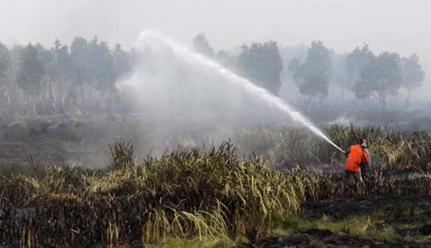 Kebakaran Hutan dan Lahan Menggila pada Awal 2018, Walhi Soroti Upaya BRG Pulihkan Gambut di Riau