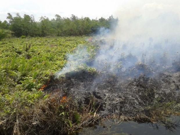 Lahan Gambut di Riau Kini Berstatus Bahaya, Pemda Perlu Segera Turun Tangan