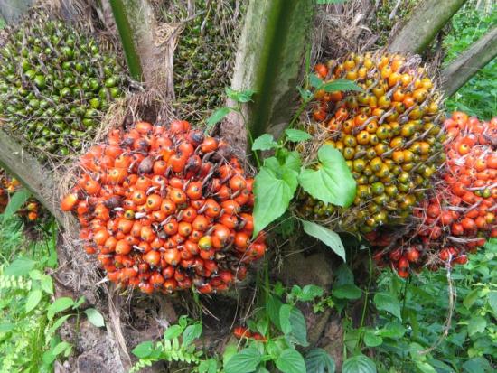 Selama Ini Dibuang, Pelepah dan Lidi Sawit Riau Potensi Jadi Bisnis Baru