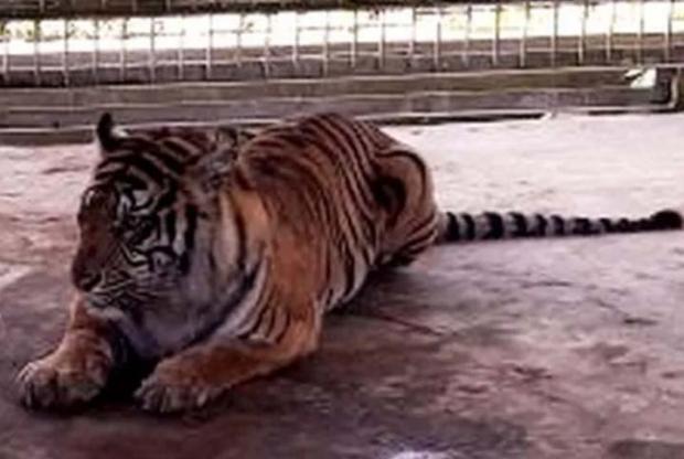 Harimau Bisa Simpan Dendam kepada Manusia Bukan Sebuah Mitos Lagi