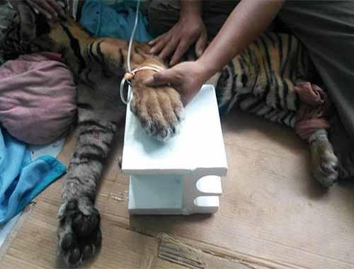 Kasihan, Anak Harimau Ditemukan dalam Kondisi Lemah di Desa Api Bukitbatu Bengkalis, Begini Keadaannya Sekarang