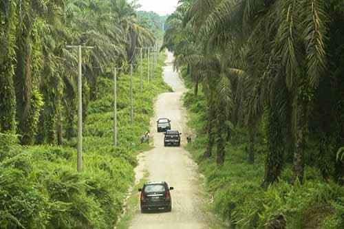 Polda Riau Tetapkan PT Hutahaean Tersangka Korporasi dalam Kasus Perambahan Hutan