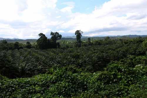 Fitra Riau Heran 2.853 Hektar Lahan Hutan Produksi Terbatas yang Selama Ini Dikuasai PTPN V Belum Juga Dieksekusi