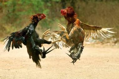bdiduga-hendak-mencuri-seekor-ayam-seorang-pria-tewas-dikeroyok-massa-di-baturiti-balib