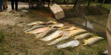 ratusan-ikan-arwana-mati-diduga-akibat-lumpur-beracun-proyek-tol-pekanbarudumai-yang-dikerjakan-pt