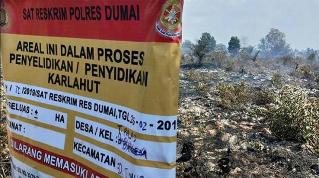 Tiga Perusahaan Terduga Biang Keladi Pembakaran Hutan di Riau Dibidik Polisi, 1.500 Hektar Lahan Disegel