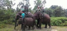 mantap-tim-kostrad-patroli-kebakaran-hutan-di-riau-dengan-menunggangi-gajah