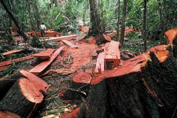 Gubernur Ini Ancam Potong Tangan Pelaku Perambah Hutan