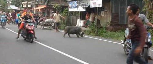 Seekor Babi Liar Naiki Motor yang Sedang Parkir dan Pencet Klakson Bikin Heboh Warga Bagansiapiapi Rohil