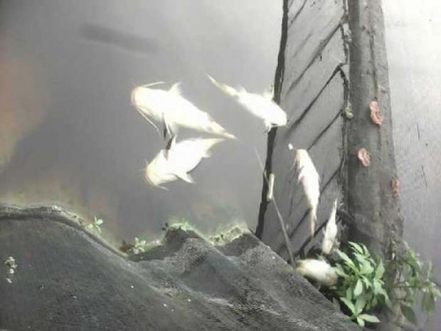 Konsumsi Ikan Mati yang Diperoleh di Sungai Kampar, Warga Alami Gatal dan Sakit Perut