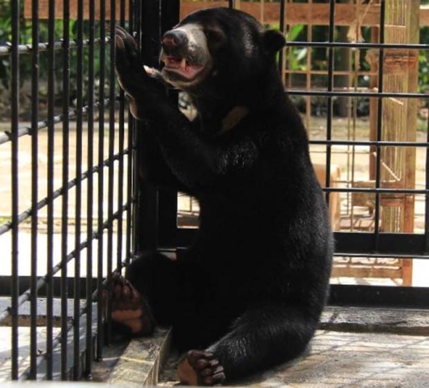 Telah Pelihara Selama Setahun, Seorang Warga Bengkalis Akhirnya Serahkan Beruang Madu ke BBKSDA Riau