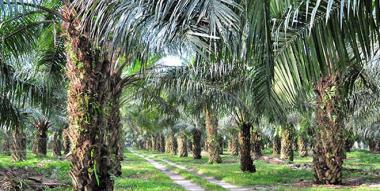 biaw-soroti-kinerja-satgas-pkh-agrinas-di-sumut-dan-riau-iskandar-sitorus-ada-ambivalensib