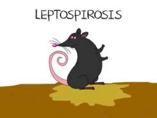 Penyakit Leptospirosis Mengintai Warga Riau di Kawasan Rawan Banjir, Apa Itu dan Bagaimana Cara Mencegahnya?
