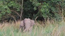 gajah-liar-masuk-permukiman-sekitar-danau-buatan-pekanbaru-4-keluarga-diungsikan