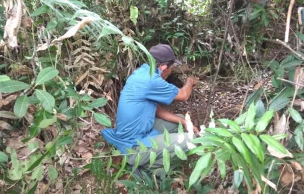 Harimau Beranak Berkeliaran di Perkampungan Warga Desa Tanahdatar Indragiri Hulu