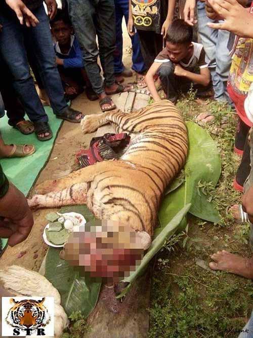 Harimau Sumatera Ditemukan Mati Mengenaskan di Dekat Perbatasan Riau-Sumut, Kelamin dan Kumisnya Hilang