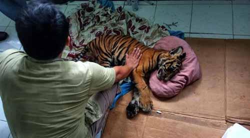 Nyawa Anak Harimau Sumatera yang Ditemukan di Desa Apiapi Bukitbatu Bengkalis dalam Keadaan Terluka Tak Tertolong