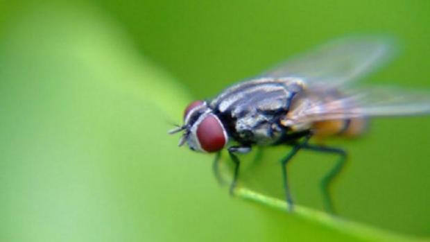 Ribuan Lalat Masuk ke Rumah-Rumah Warga Pulau Galang