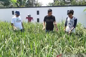 Warga Kepulauan Riau Ini Sukses Tanam Padi di Pekarangan