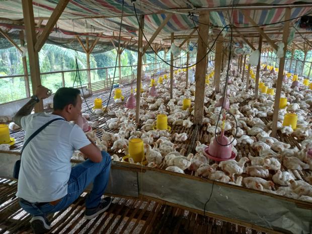 7 Tahun Tekuni Usaha Kemitraan Ternak Ayam Pedaging, Umar Harahap Pengusaha Muda Asal Pematangsiantar Bisa Kantongi Puluhan Juta per Bulan