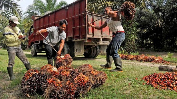 Harga Tandan Sawit di Riau Naik Tipis