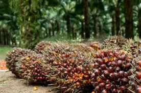 <b>Untuk Periode Sepekan ke Depan, Harga TBS Kelapa Sawit Mitra Swadaya di Riau Alami Kenaikan</b>