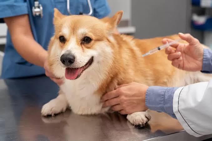 <b>Sempena <i> World Rabies Day</i>, Dinas PKH Riau Gelar Vaksinasi Gratis Bagi Hewan Peliharaan</b>
