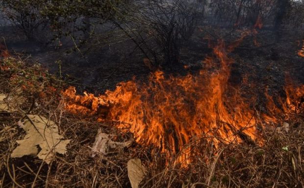 100 Hektar Hutan Lindung Suaka Margasatwa Kerumutan Riau Terbakar