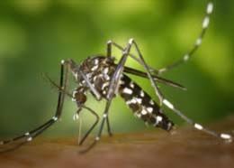 <b>Kasus Malaria di Inhil Turun Signifikan, Masyarakat Diimbau Tetap Waspada</b>