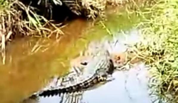 <b>Buaya Menyerang Warga Marak di Riau, Masyarakat Diimbau Kurangi Aktivitas di Sungai</b>