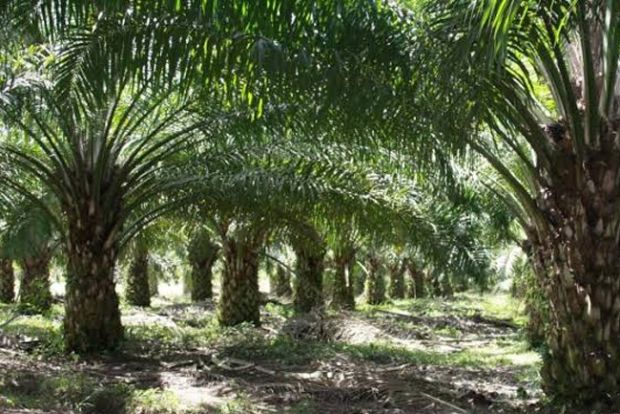 Kebun PT BIP di Peranap Indragiri Hulu Disegel karena Terindikasi Masuk Kawasan Hutan