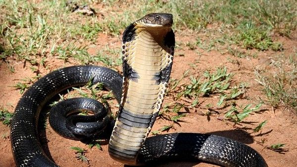 Tragis, Pawang Ular Tewas Dipatuk King Kobra Saat Atraksi di Depan Warga