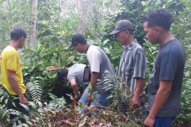 Harimau dan Dua Ekor Anaknya Ditemukan di Kebun Karet Warga Desa Tanahdatar Indragiri Hulu, Pemilik Lahan yang Sedang Bekerja Sempat Kabur