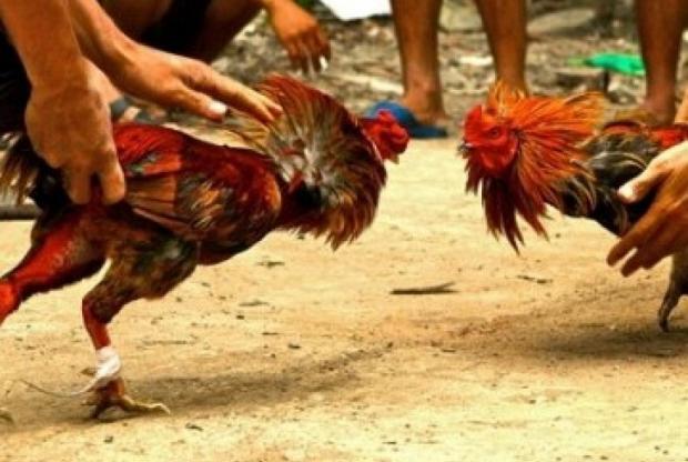 Senjata Makan Tuan di Arena Sabung Ayam, Pria Ini Tewas setelah Selangkangannya Tertusuk Taji Ayam Jagonya