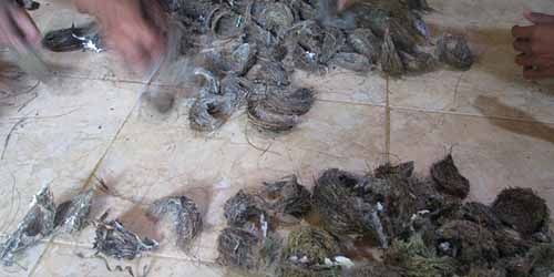 Pencuri Sarang Burung Walet di Rokan Hulu Meninggal Dunia Usai Dihakimi Massa