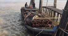 kapal-pembawa-kayu-diduga-hasil-jarahan-hutan-bakau-yang-akan-diselundupkan-ke-malaysia-diamankan